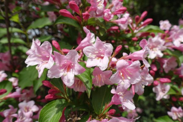 Weigela Pruning Service in Buford