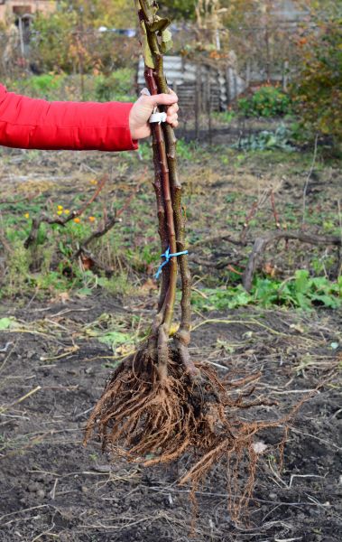 Shrub Root Removal in Buford