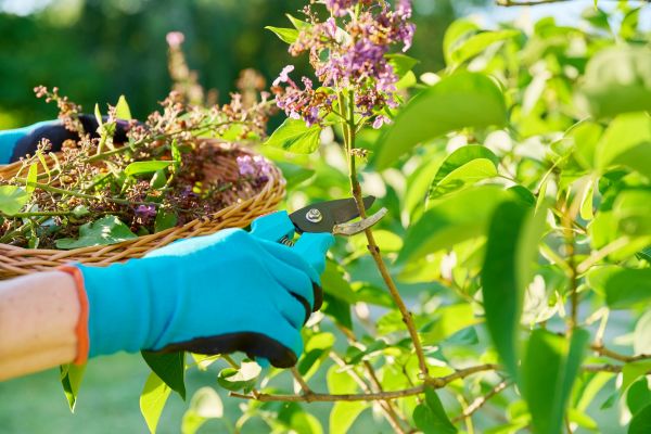 Lilac Trimming Service in Buford