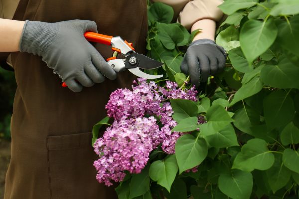 Lilac Pruning Service in Buford