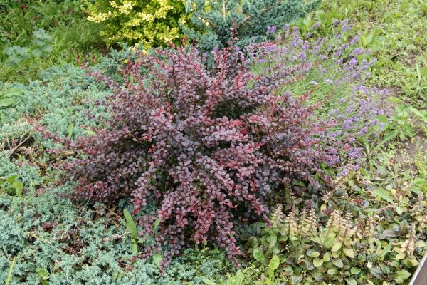 Japanese Barberry Removal in Buford