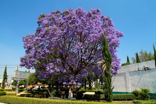 Jacaranda Pruning in Buford