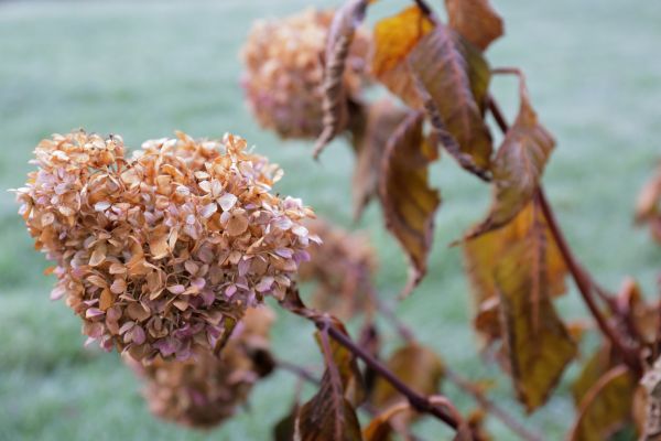 Hydrangea Removal in Buford