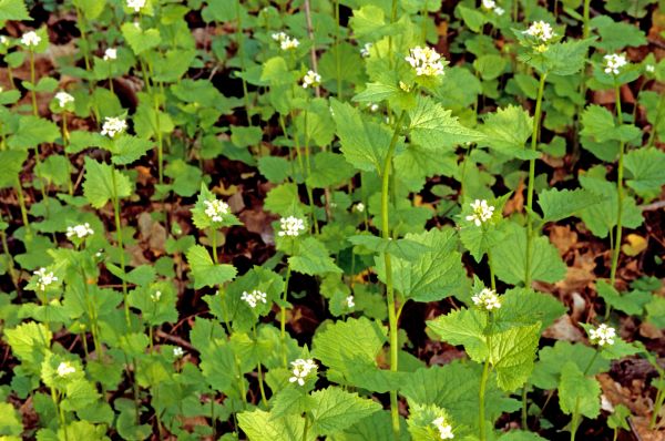 Garlic Mustard Removal in Buford