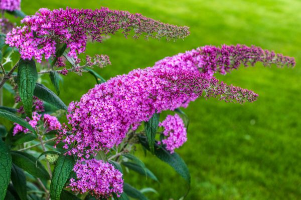 Butterfly Bush Removal in Buford