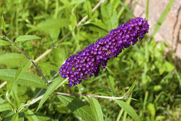 Butterfly Bush Pruning in Buford