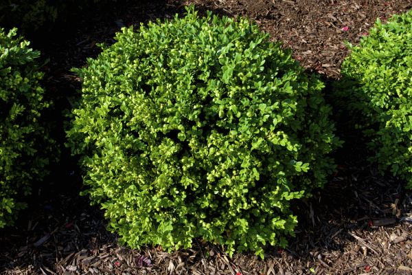 Boxwood Removal in Buford