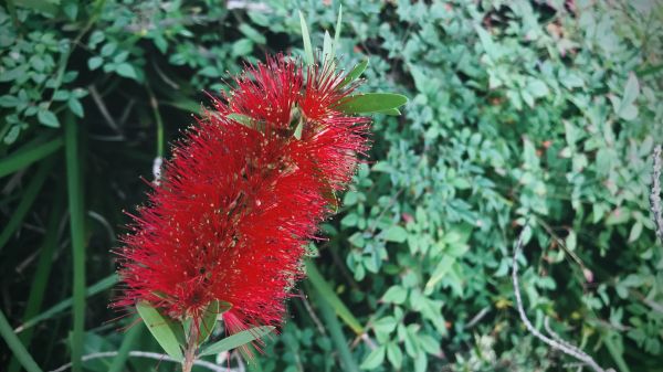 Bottlebrush Pruning in Buford
