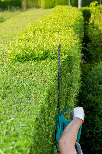 Hedge Trimming in Buford